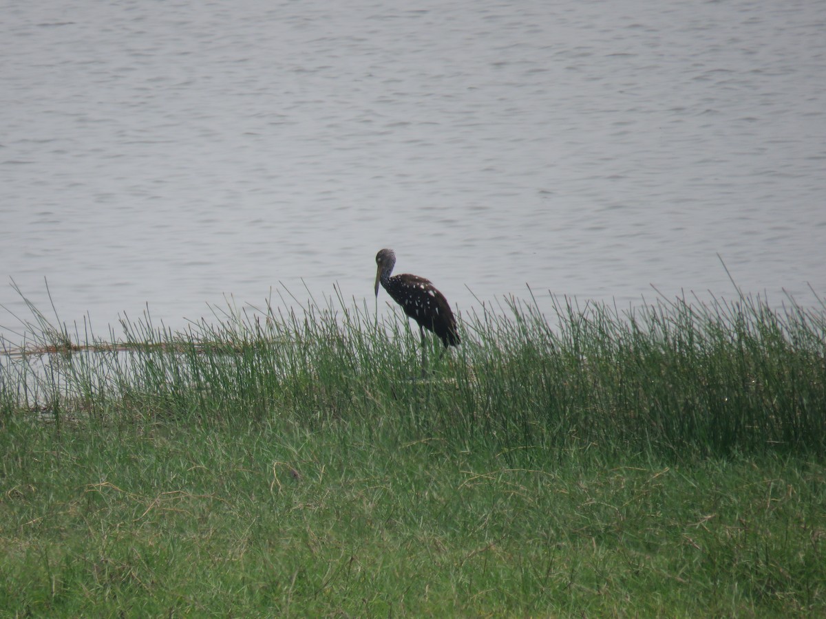 Limpkin - Sam Holcomb