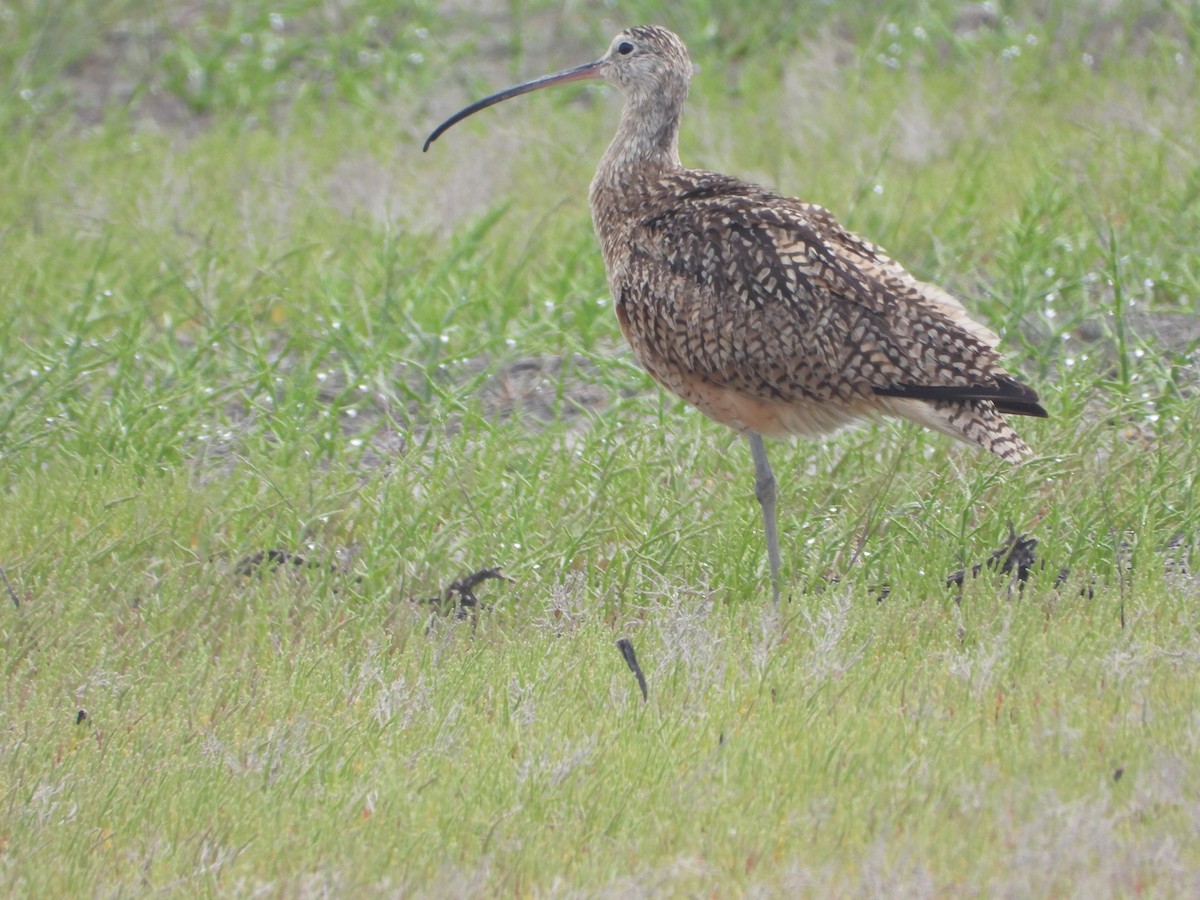 Rostbrachvogel - ML619594948