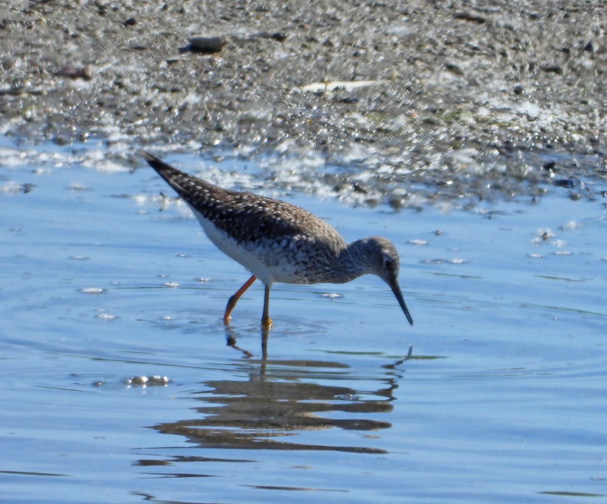 Lesser Yellowlegs - Martin Berg