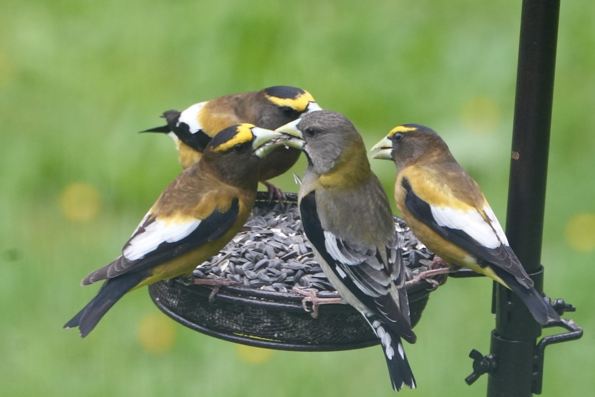 Evening Grosbeak - Kevin Waggoner