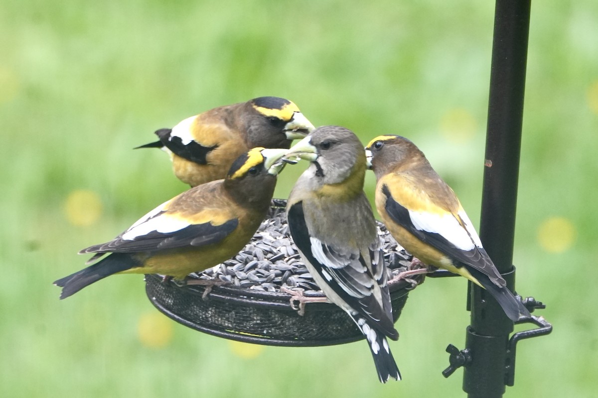 Evening Grosbeak - Kevin Waggoner