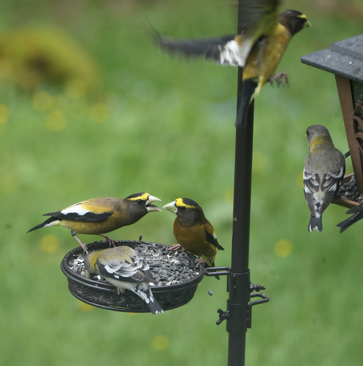 Evening Grosbeak - Kevin Waggoner