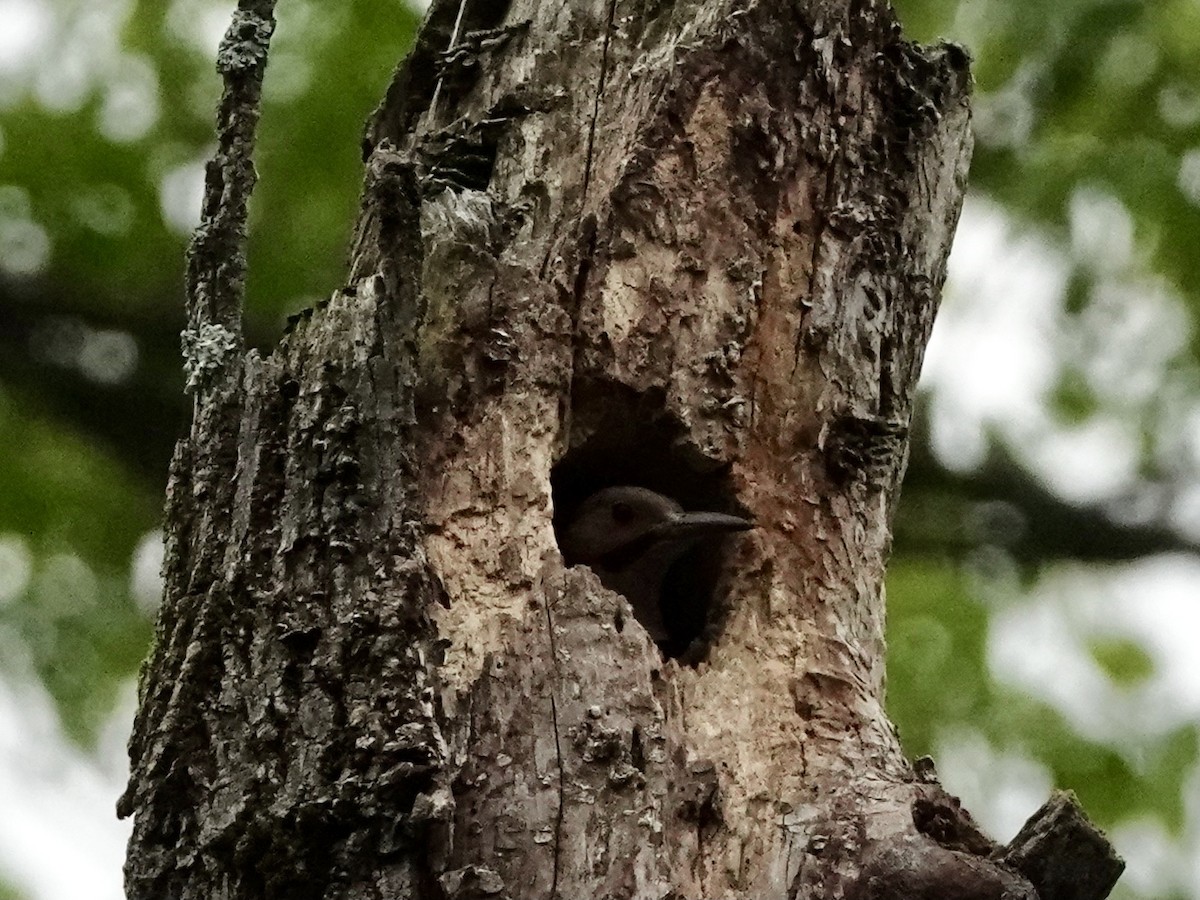 Northern Flicker - Matthew Auchter