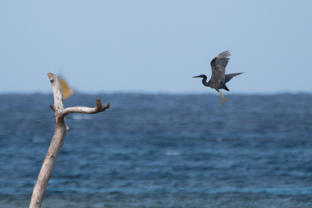 Pacific Reef-Heron - Kini Roesler