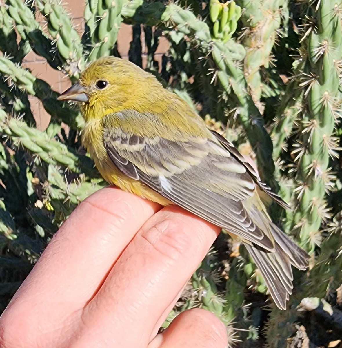 Lesser Goldfinch - Nancy Cox