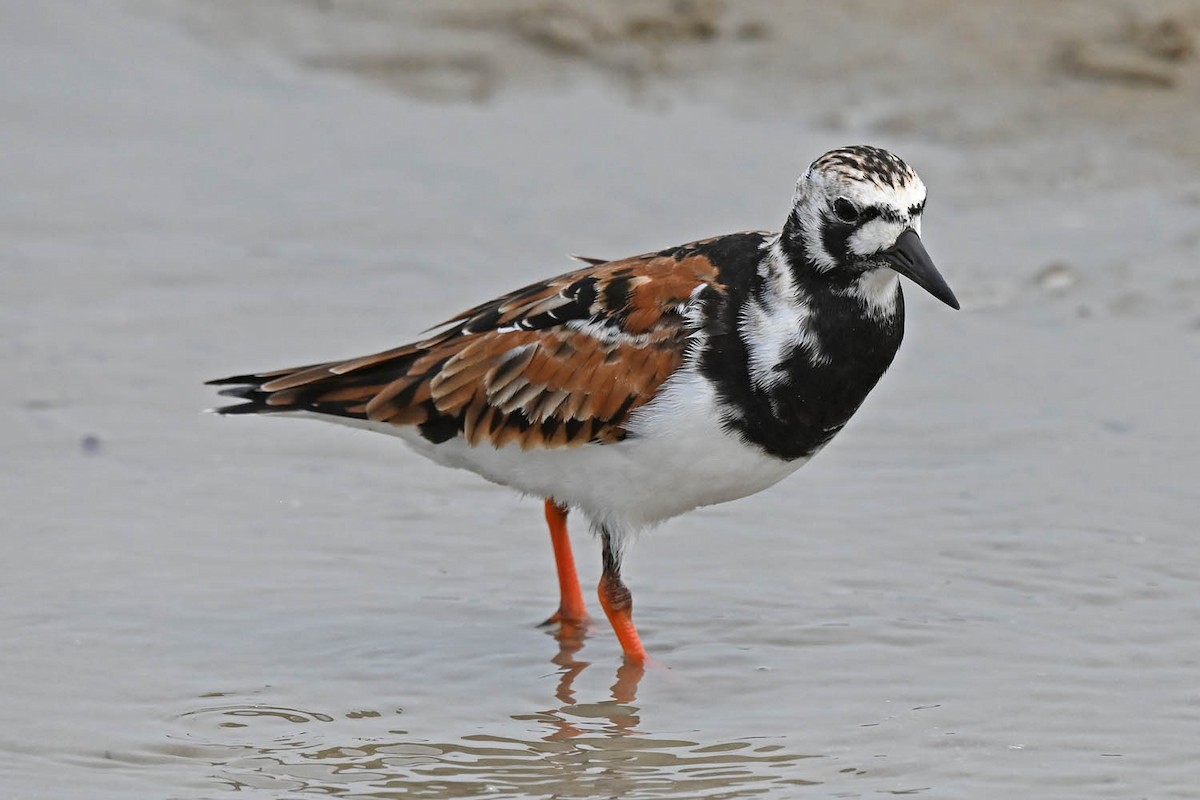 Ruddy Turnstone - Marla Hibbitts