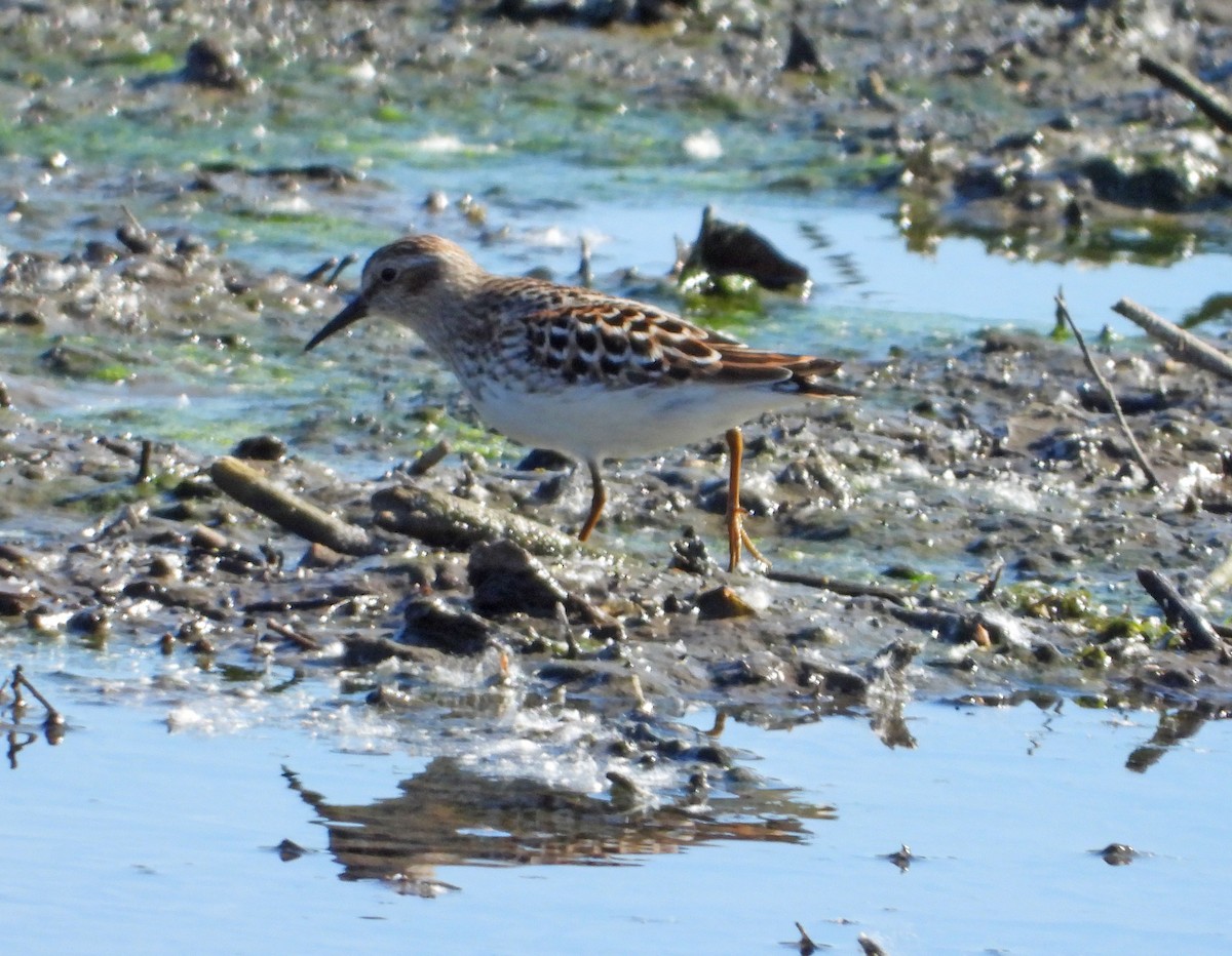 Least Sandpiper - Martin Berg