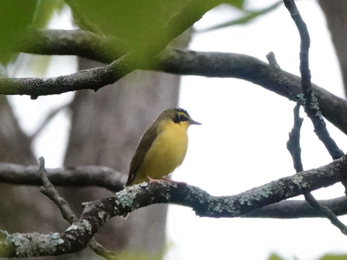 Kentucky Warbler - Matthew Auchter