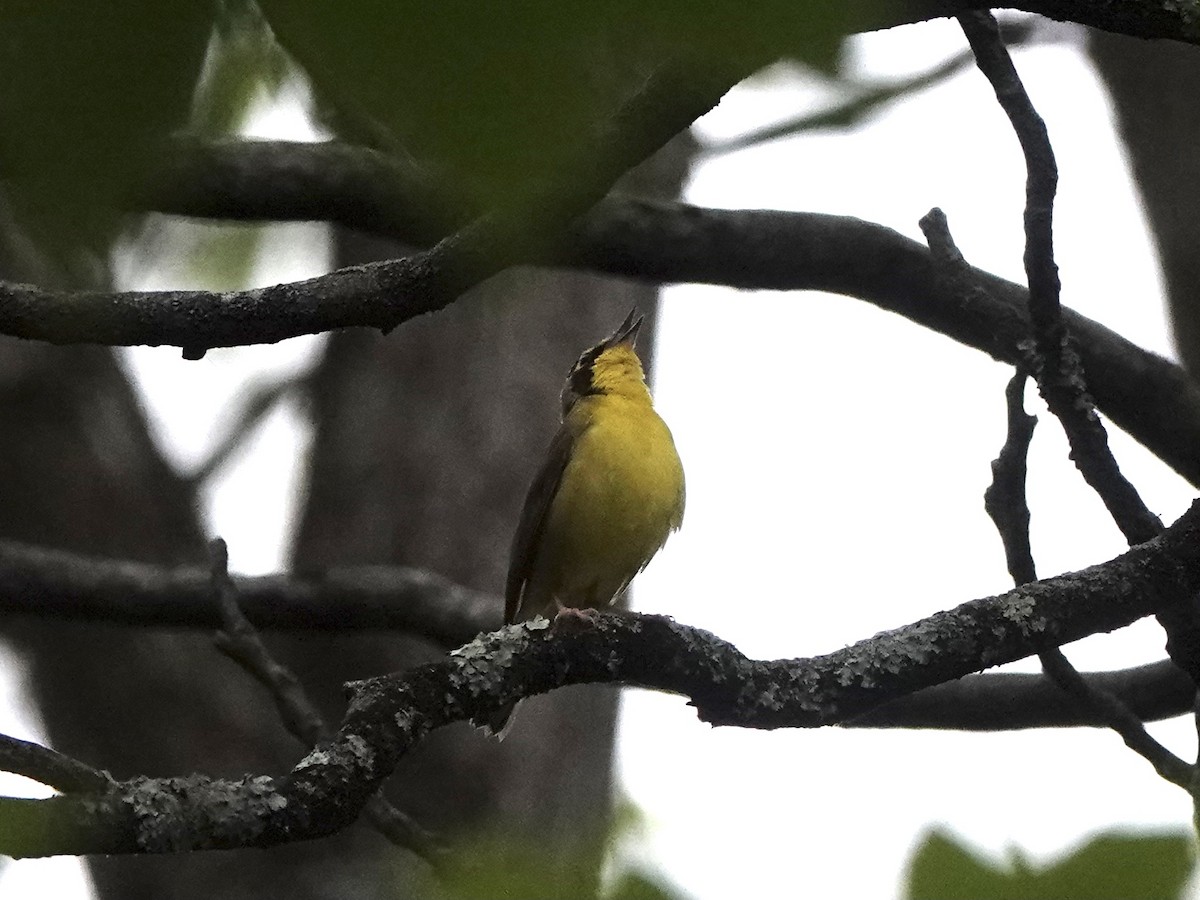 Kentucky Warbler - Matthew Auchter