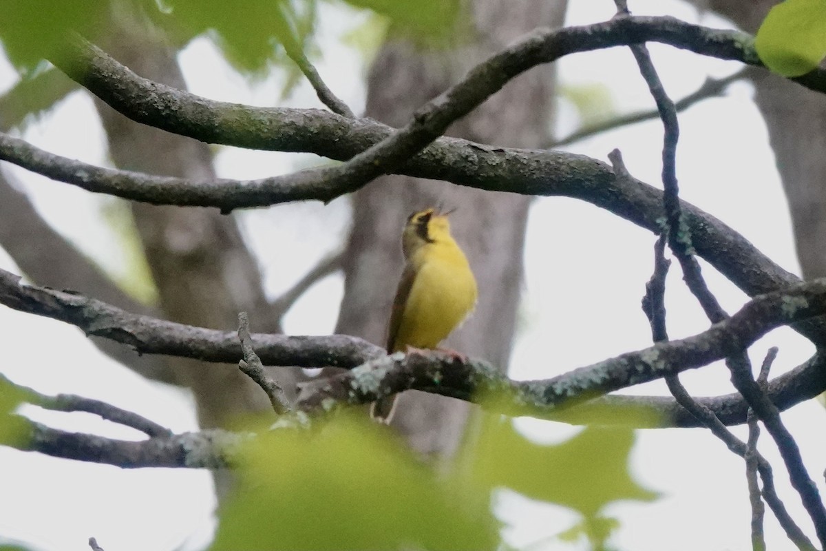 Kentucky Warbler - Matthew Auchter