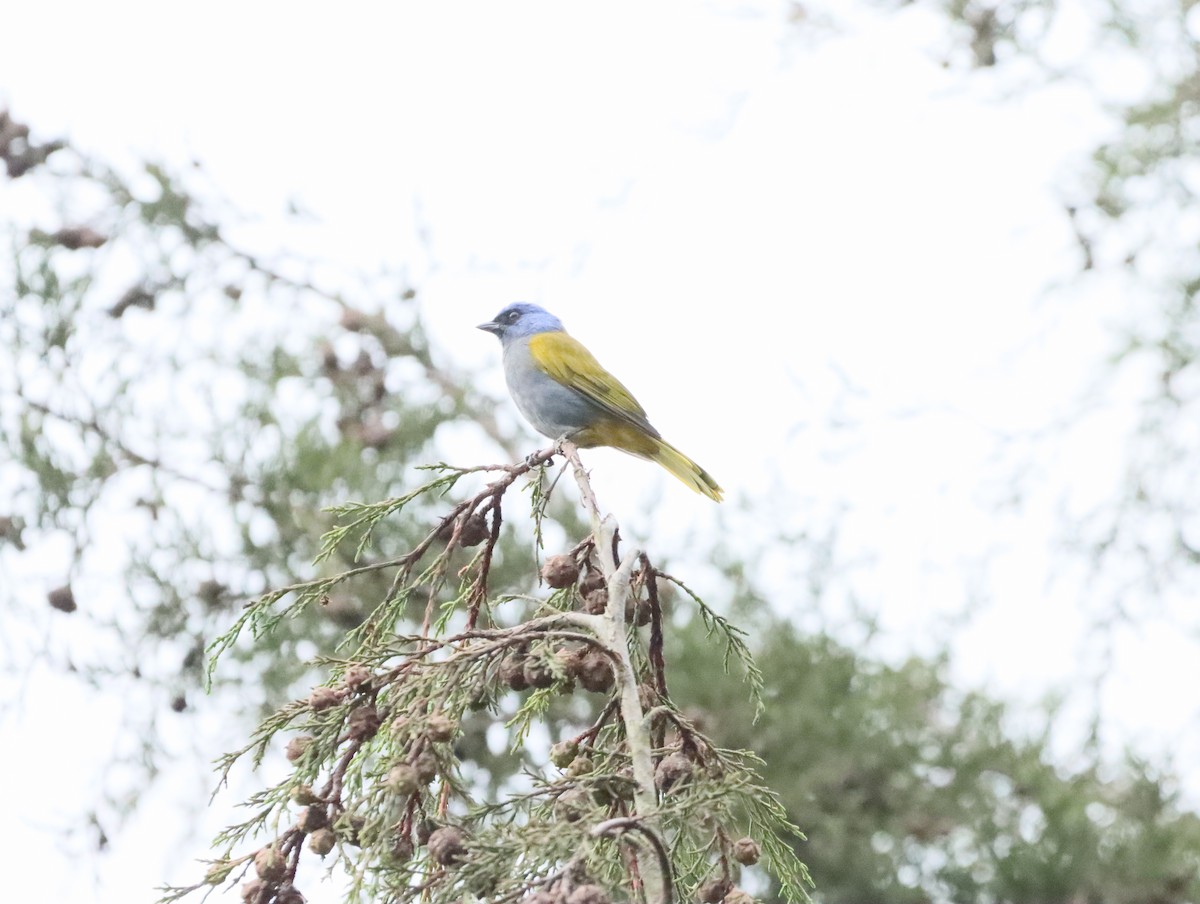 Blue-capped Tanager - ML619594996