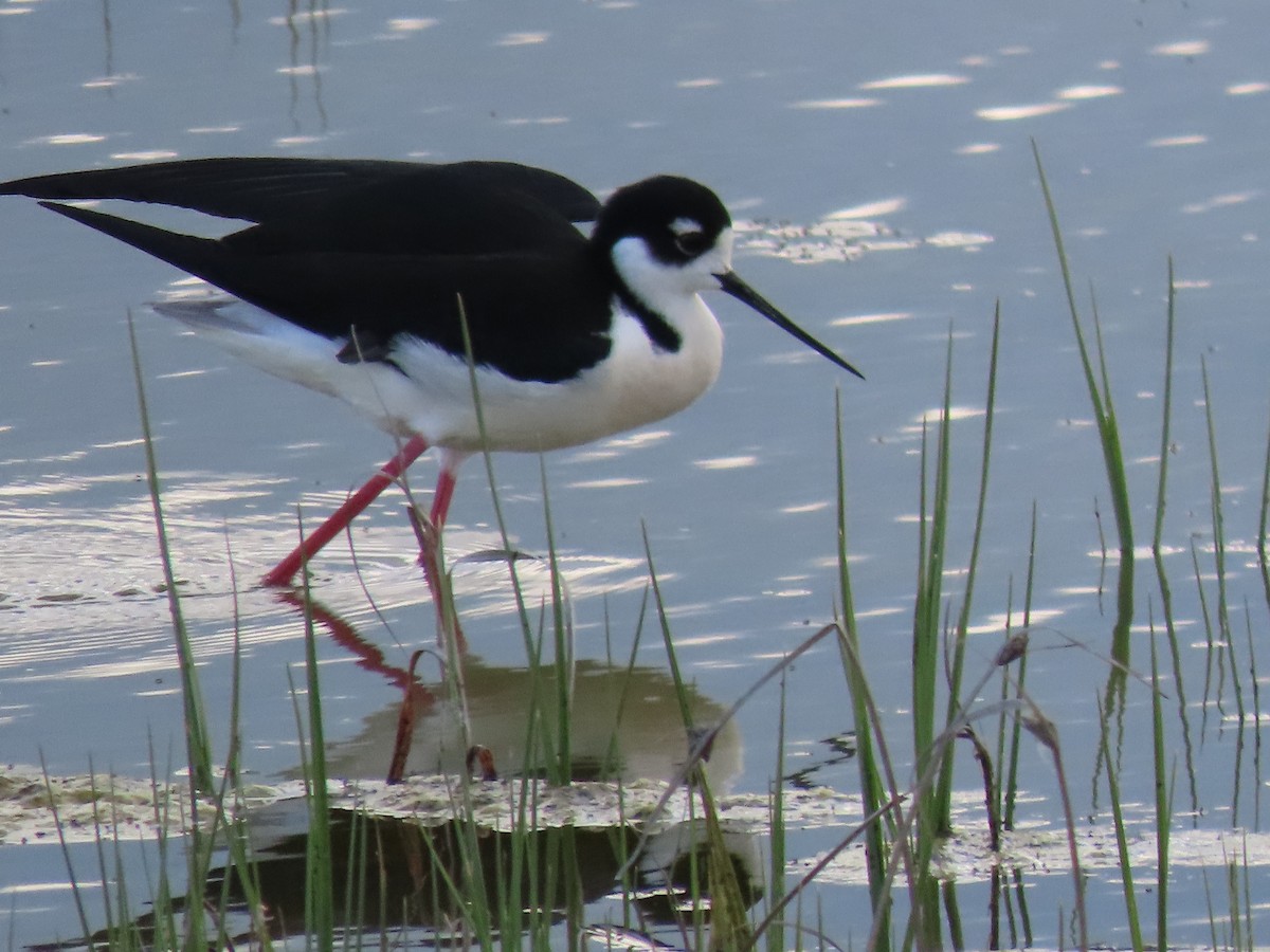 Black-necked Stilt - Kerry Hjertaas