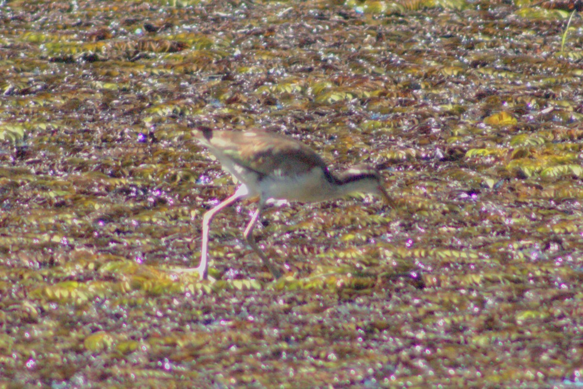 Wattled Jacana - Andreia Mamedes