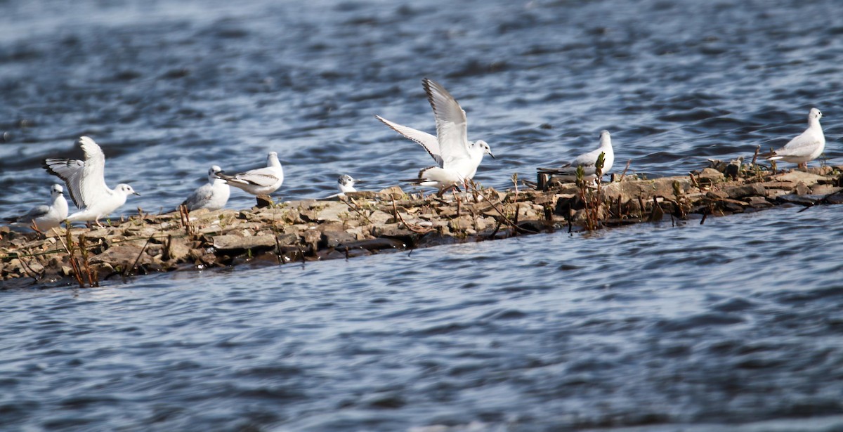 Bonaparte's Gull - Richard Rowlee