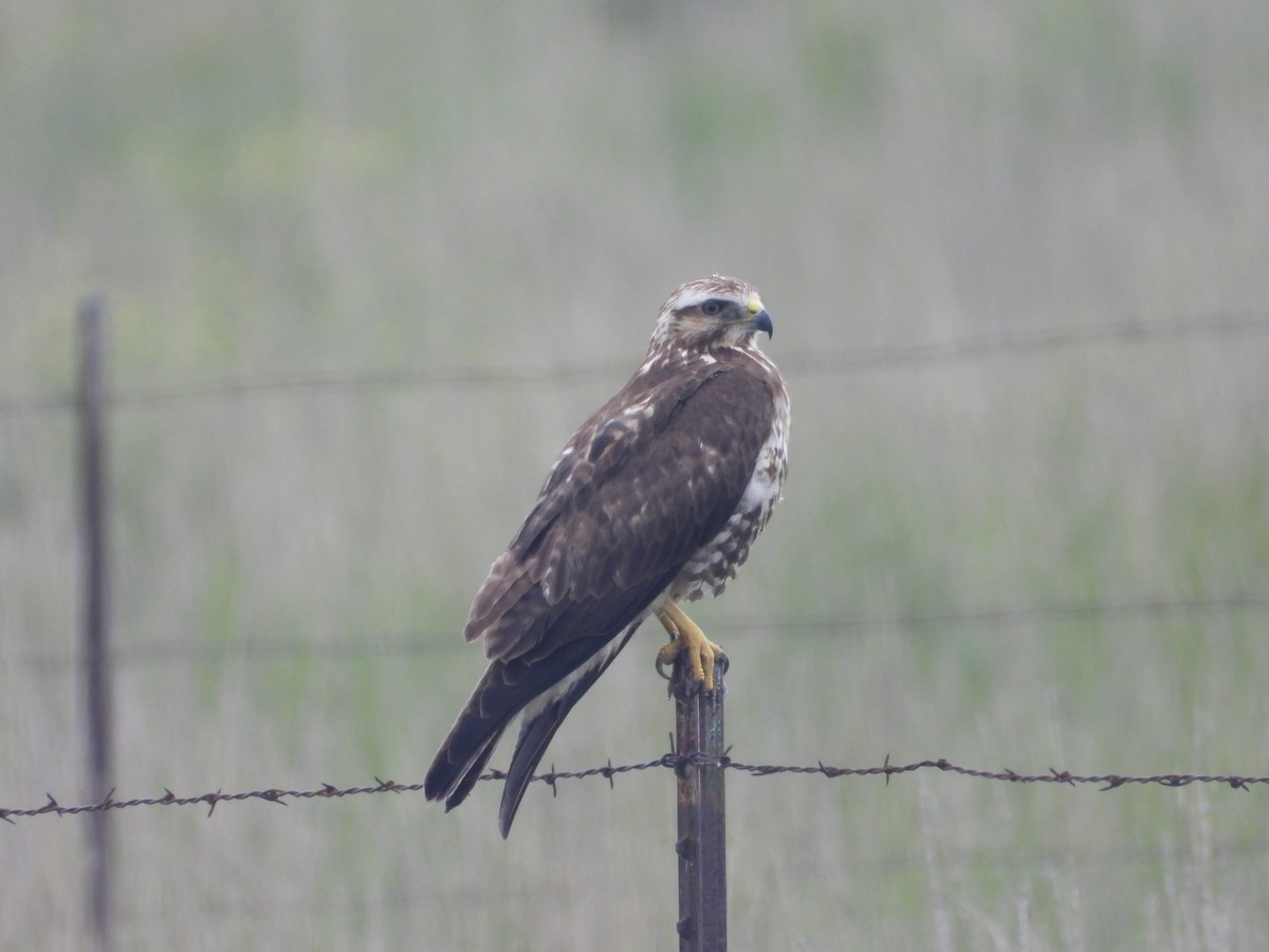 Swainson's Hawk - ML619595009