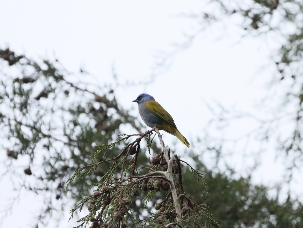 Blue-capped Tanager - ML619595010