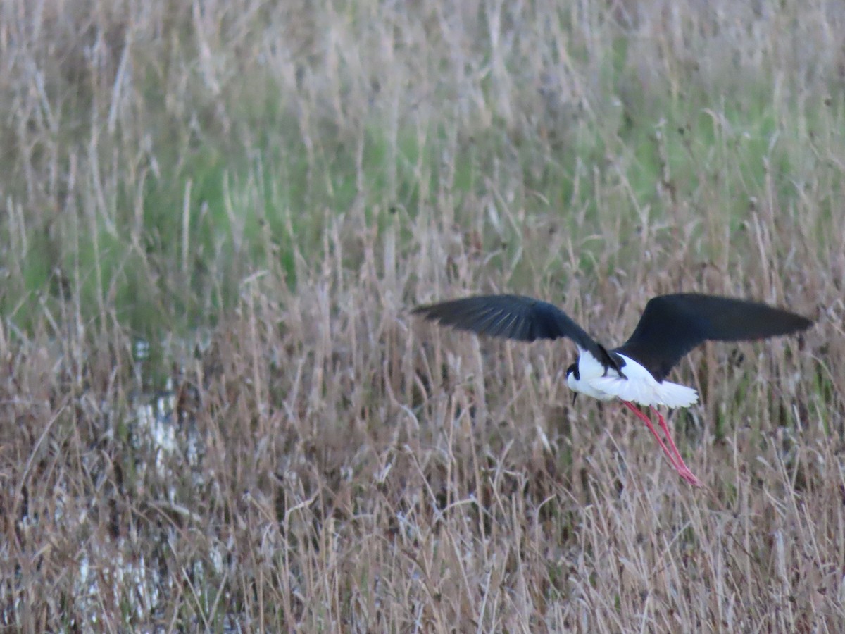 Black-necked Stilt - Kerry Hjertaas