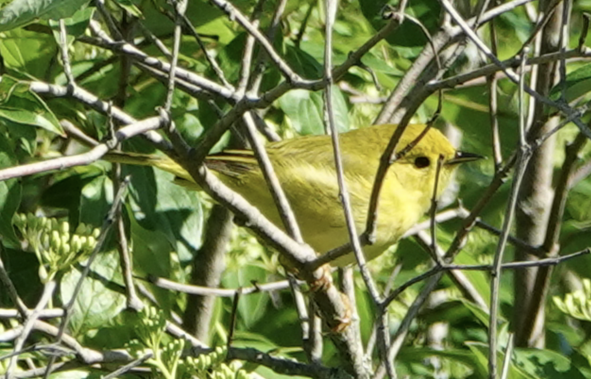 Paruline jaune - ML619595016