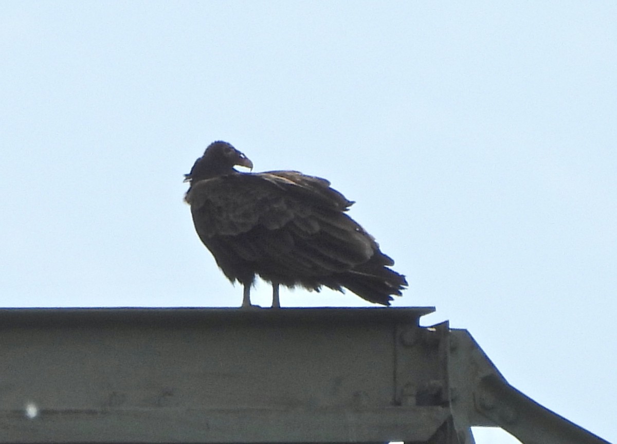 Turkey Vulture - Jay Luke