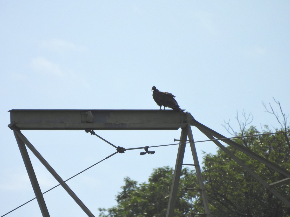 Turkey Vulture - Jay Luke