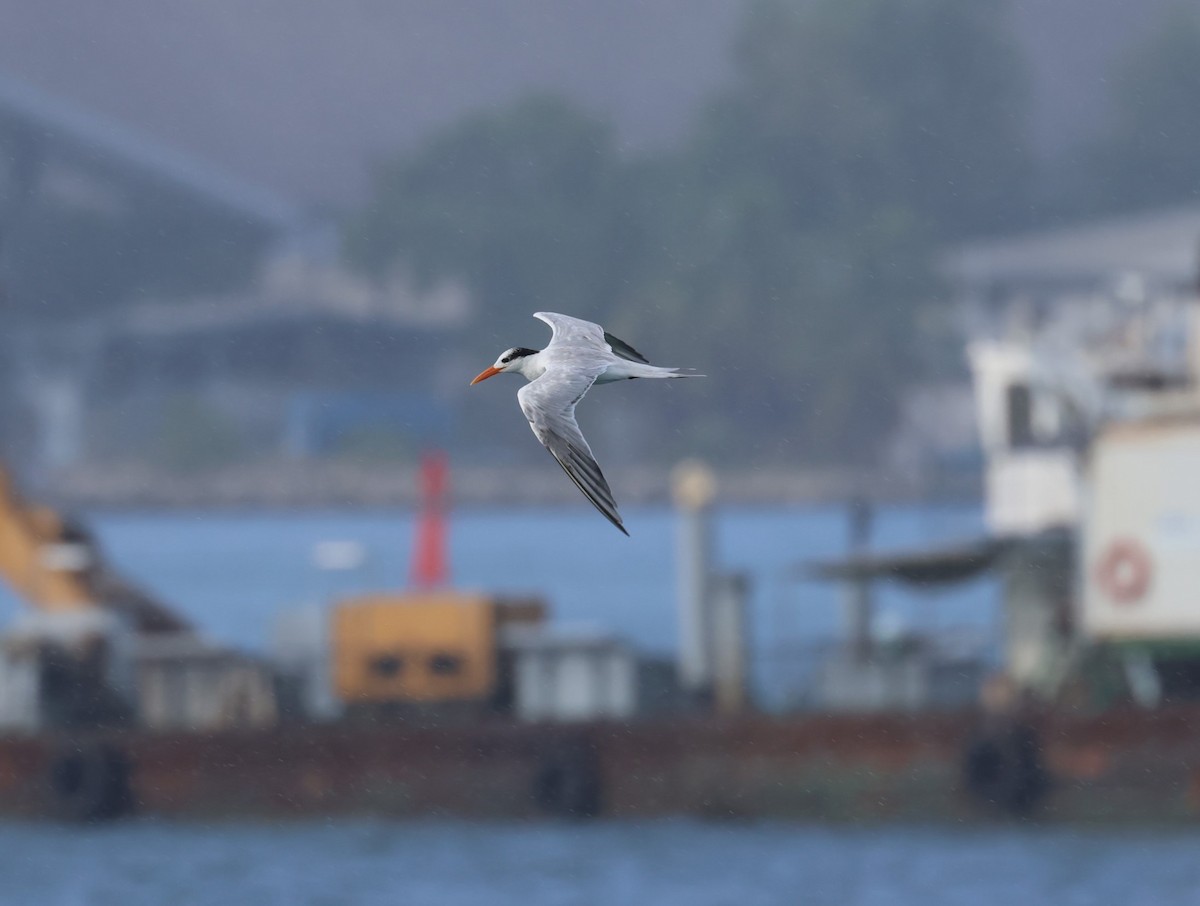 Royal Tern - Pam Rasmussen