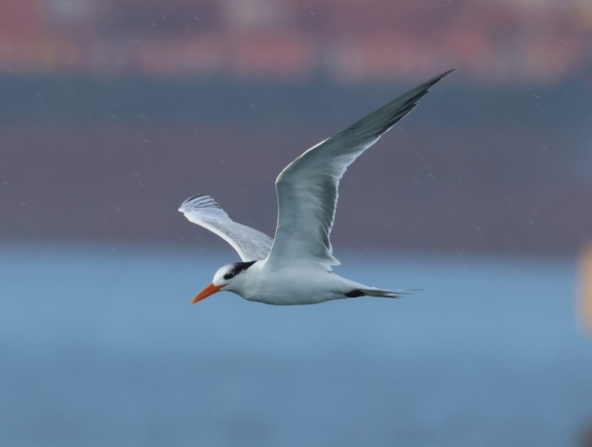 Royal Tern - Pam Rasmussen