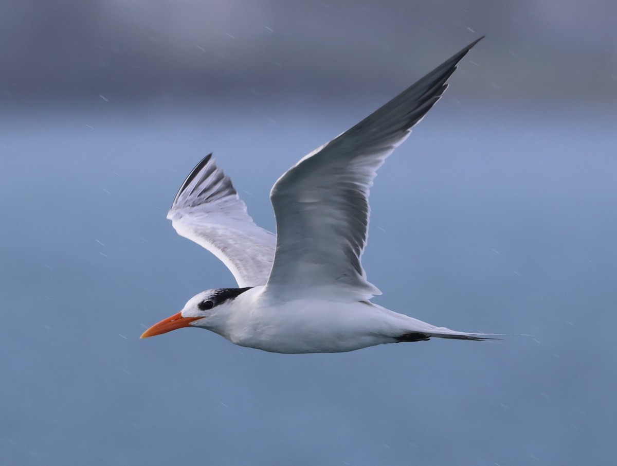 Royal Tern - Pam Rasmussen