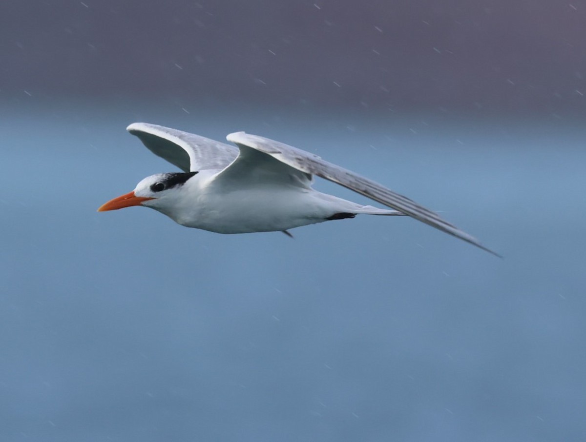 Royal Tern - Pam Rasmussen