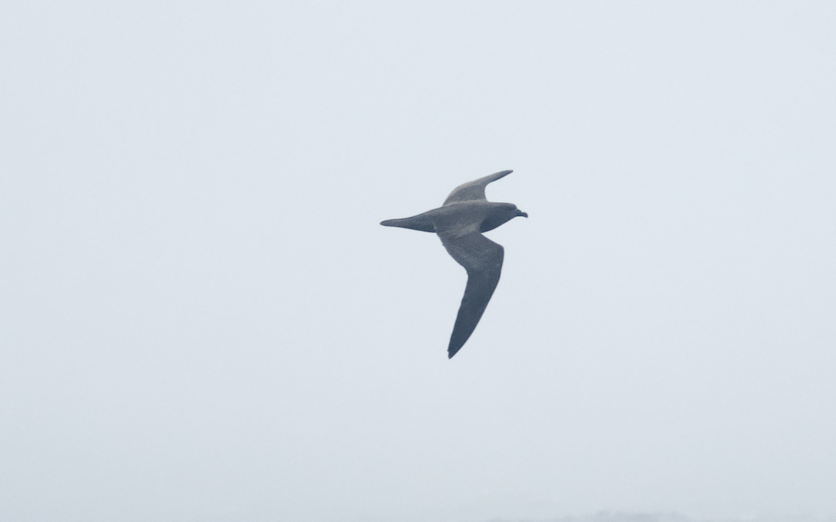 Trindade Petrel - Andy McGeoch 🦆