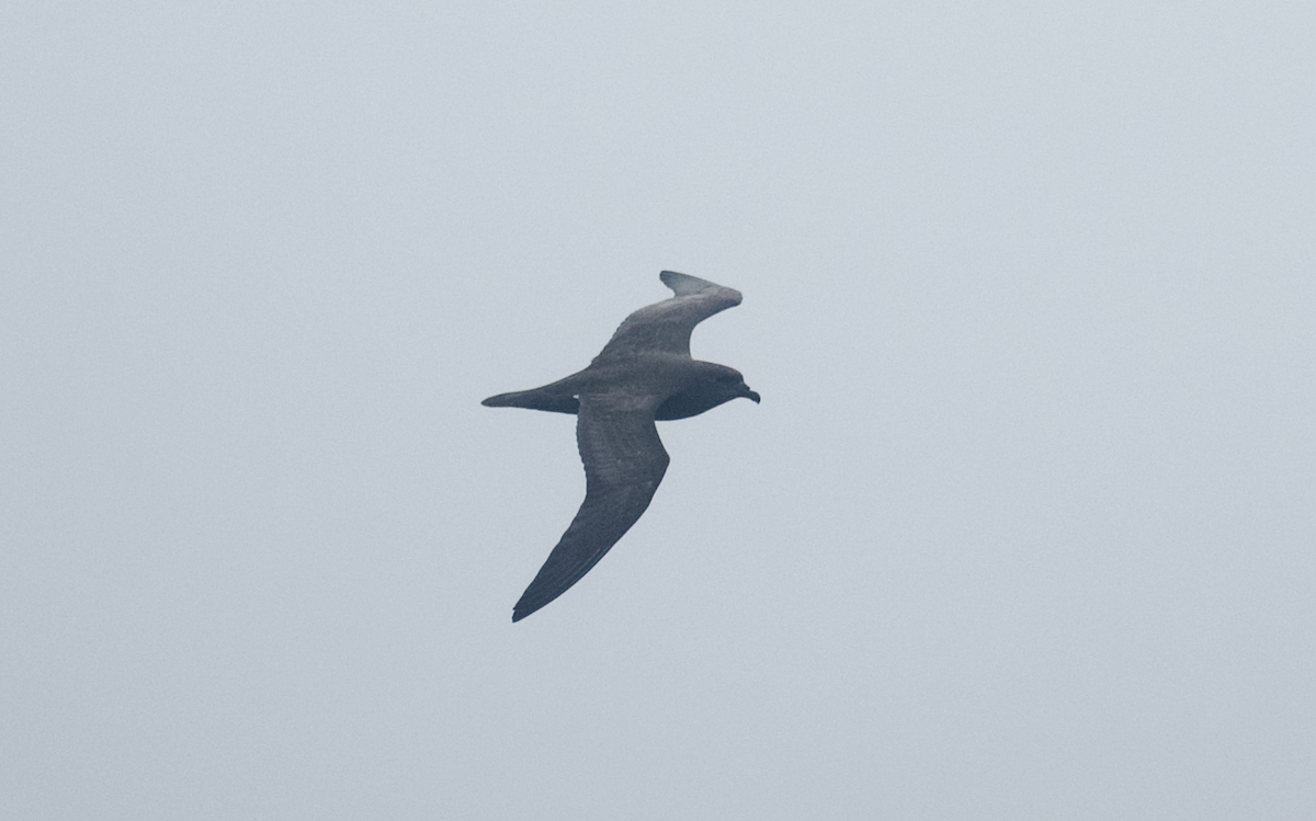 Trindade Petrel - Andy McGeoch 🦆