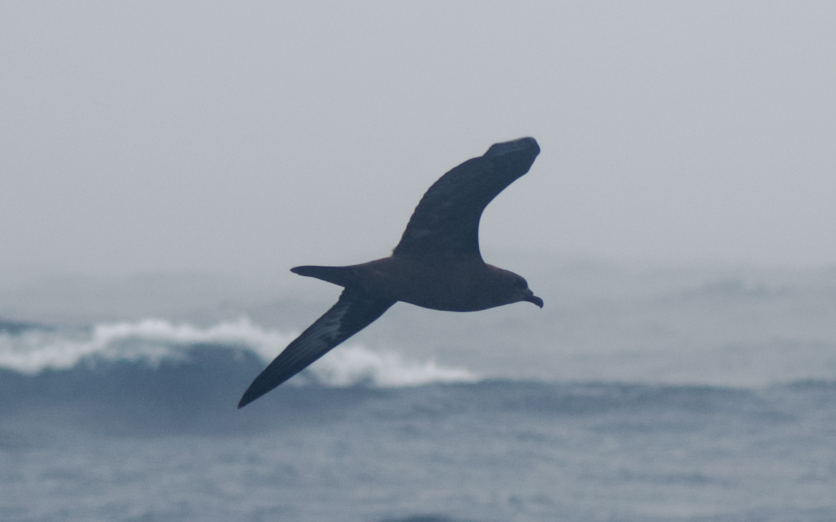 Trindade Petrel - Andy McGeoch 🦆