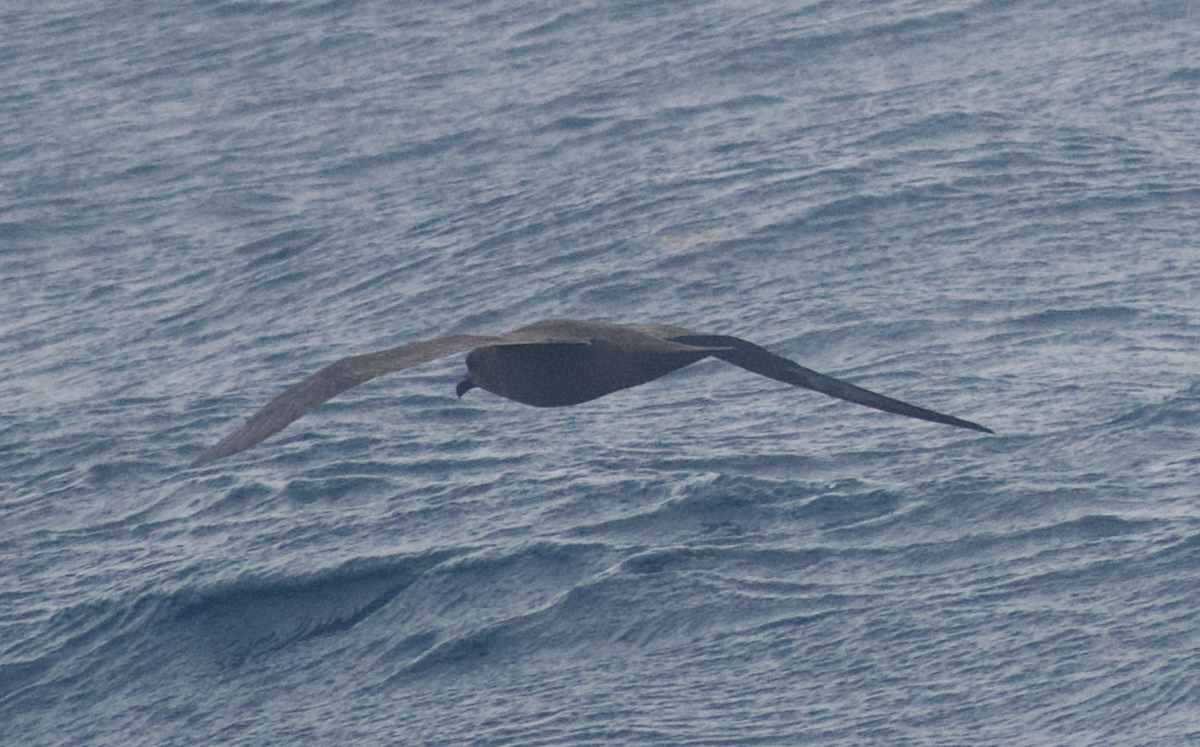 Trindade Petrel - Andy McGeoch 🦆