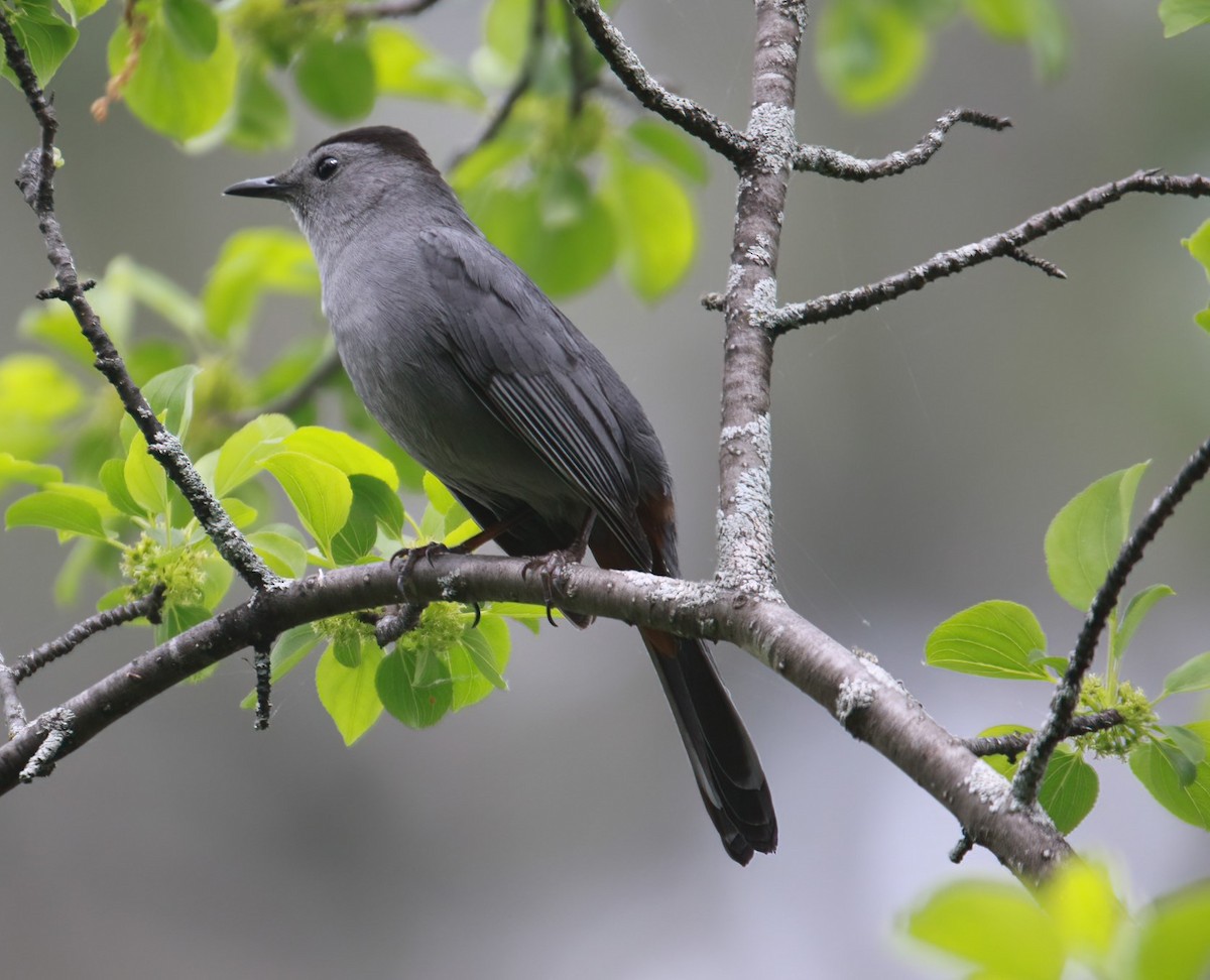 Gray Catbird - Richard Rowlee