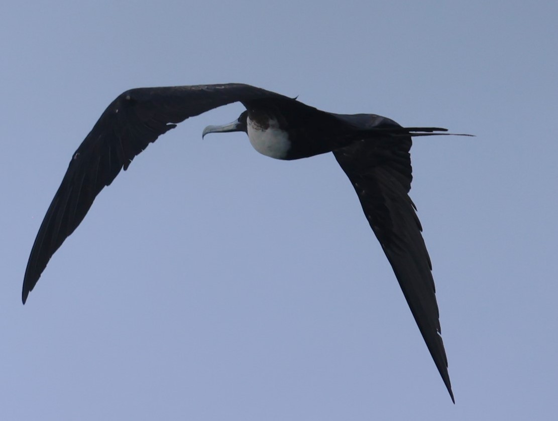 Magnificent Frigatebird - Pam Rasmussen