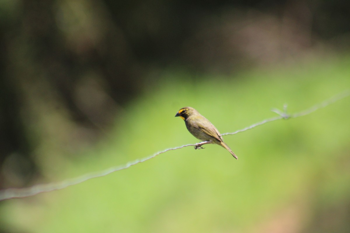 Yellow-faced Grassquit - Juan Rafael Gomez Arbelaez