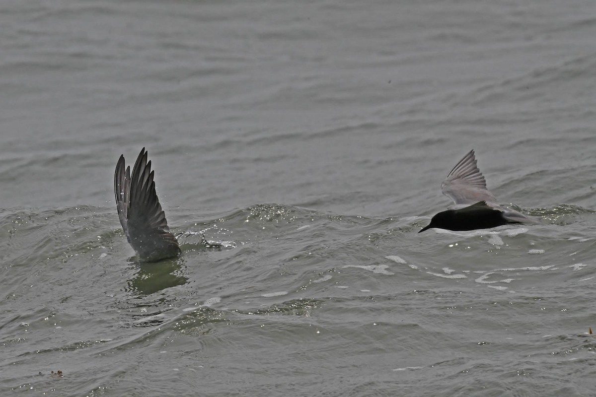 Black Tern - Marla Hibbitts