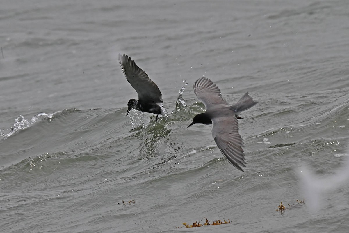 Black Tern - Marla Hibbitts