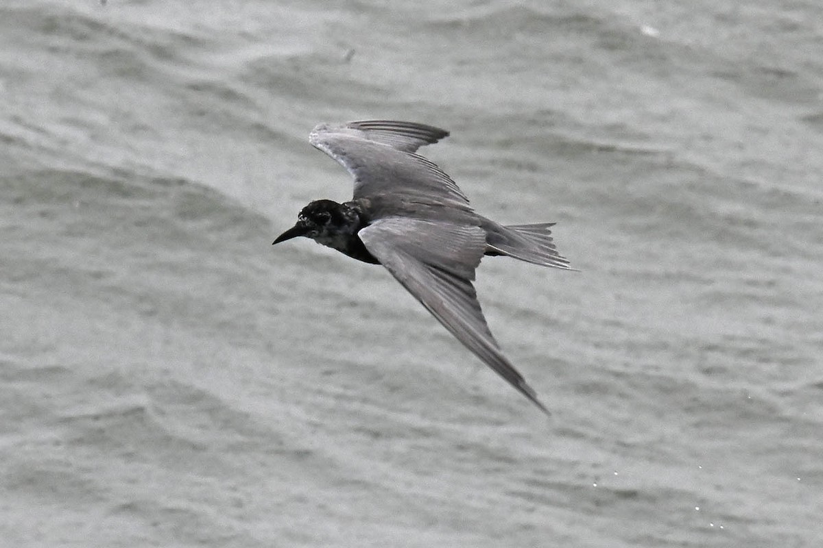 Black Tern - Marla Hibbitts