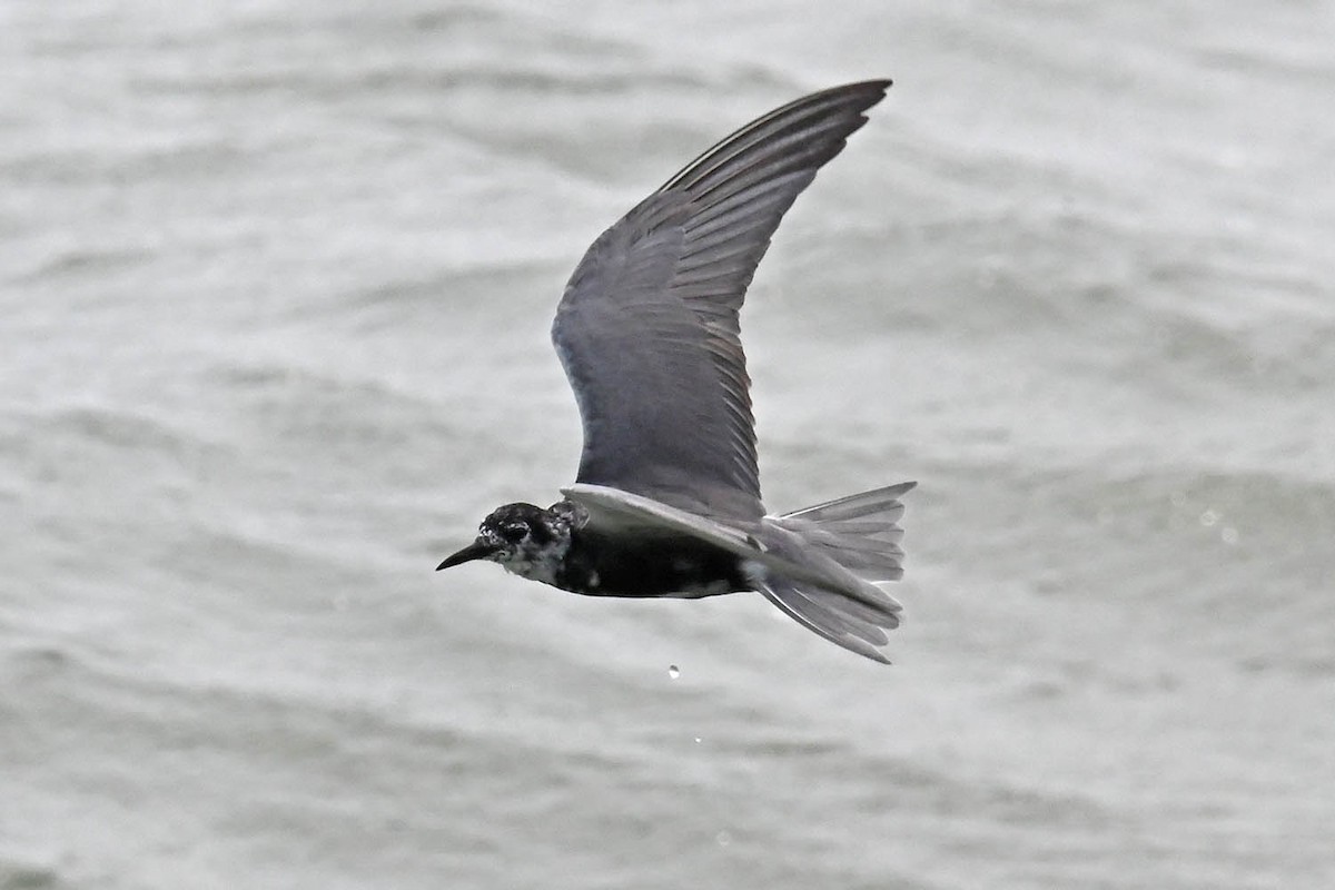 Black Tern - Marla Hibbitts