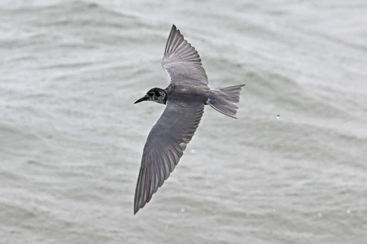 Black Tern - Marla Hibbitts