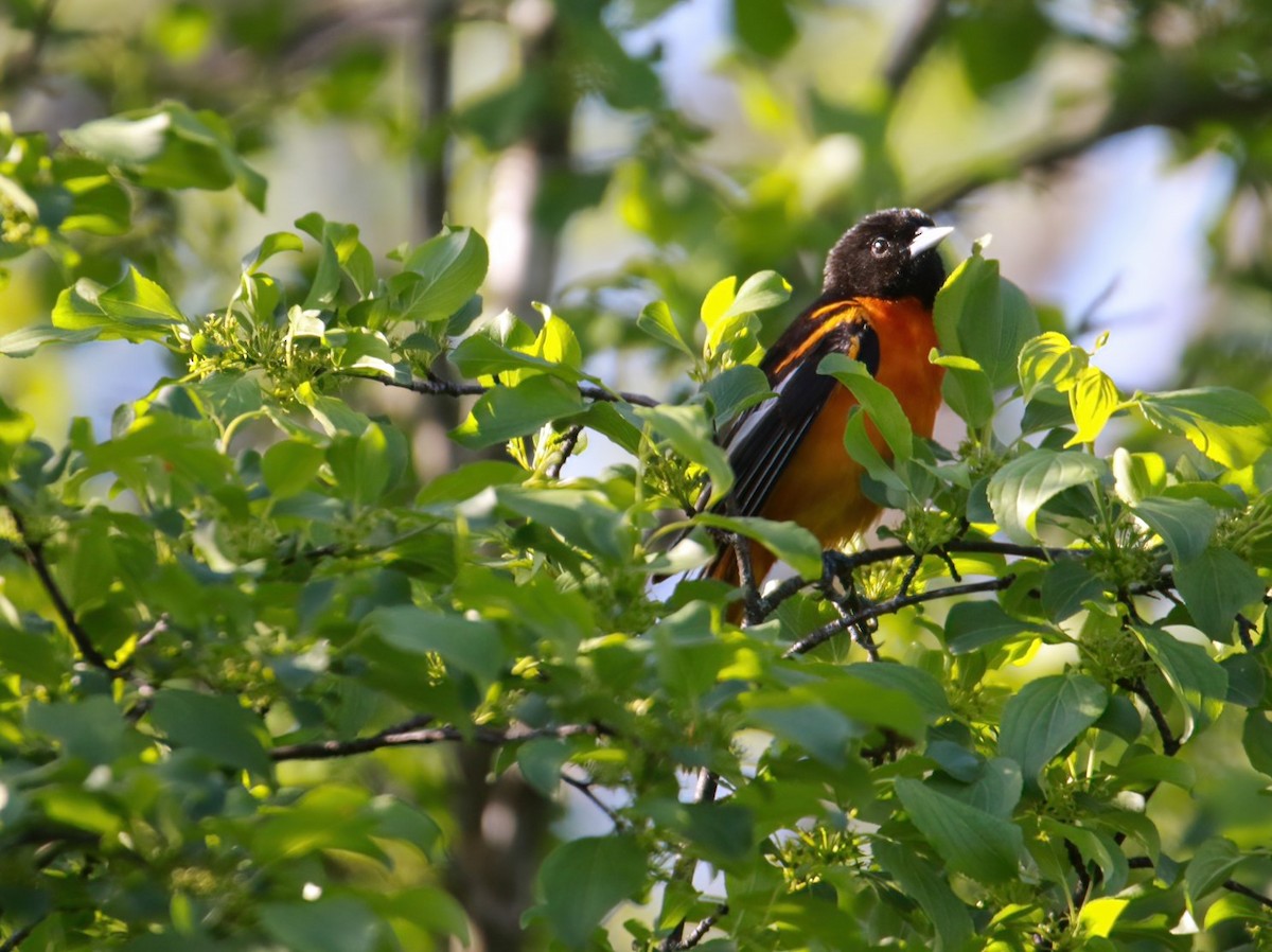 Baltimore Oriole - Richard Rowlee