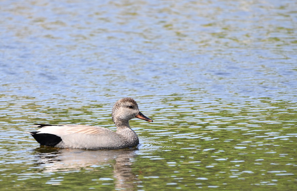 Gadwall - Monique Maynard