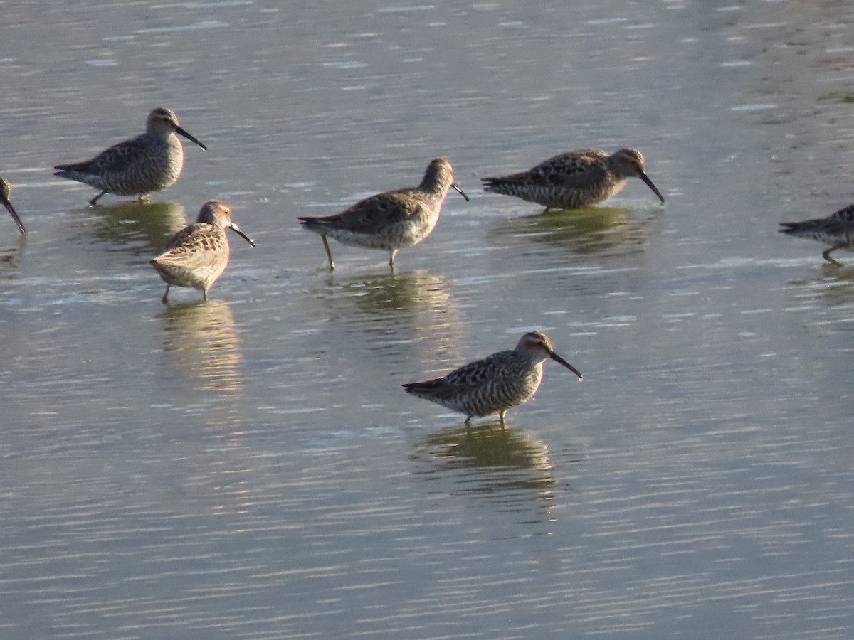 Stilt Sandpiper - Kerry Hjertaas