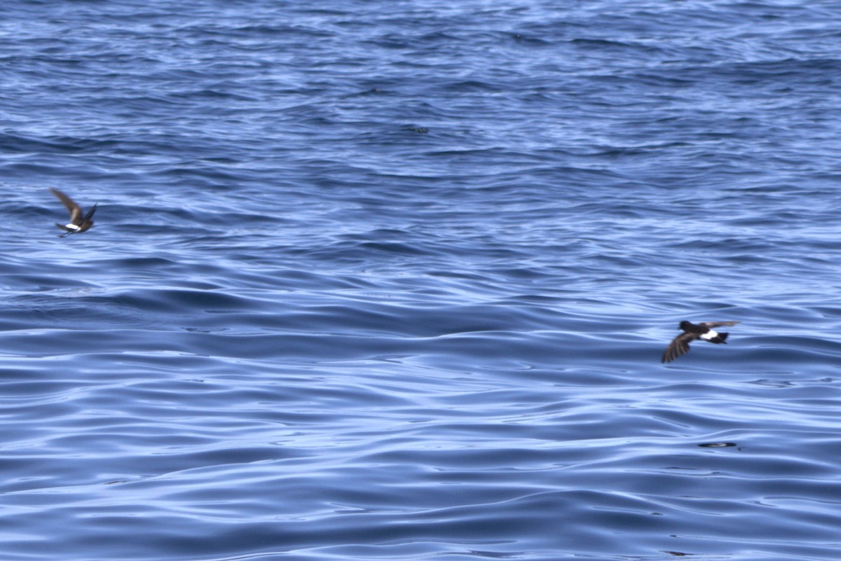 黃蹼洋海燕 - ML619595106