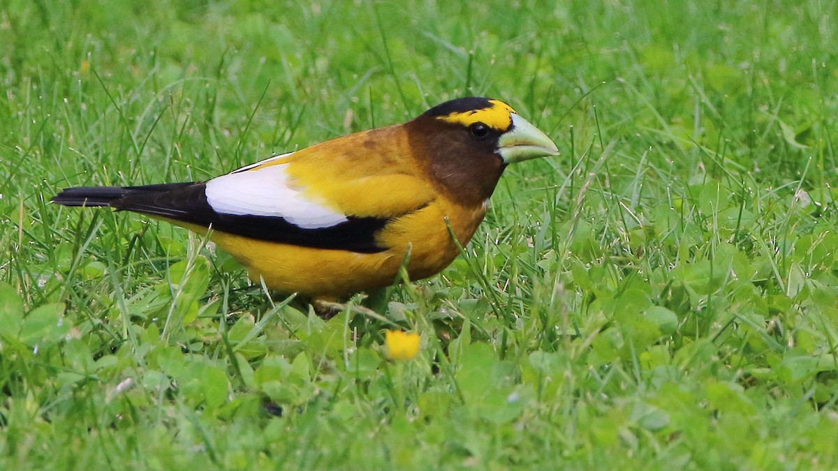 Evening Grosbeak - Breck Breckenridge