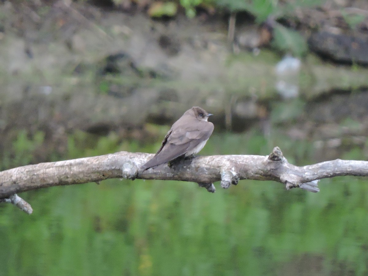 Northern Rough-winged Swallow - Mike Norton