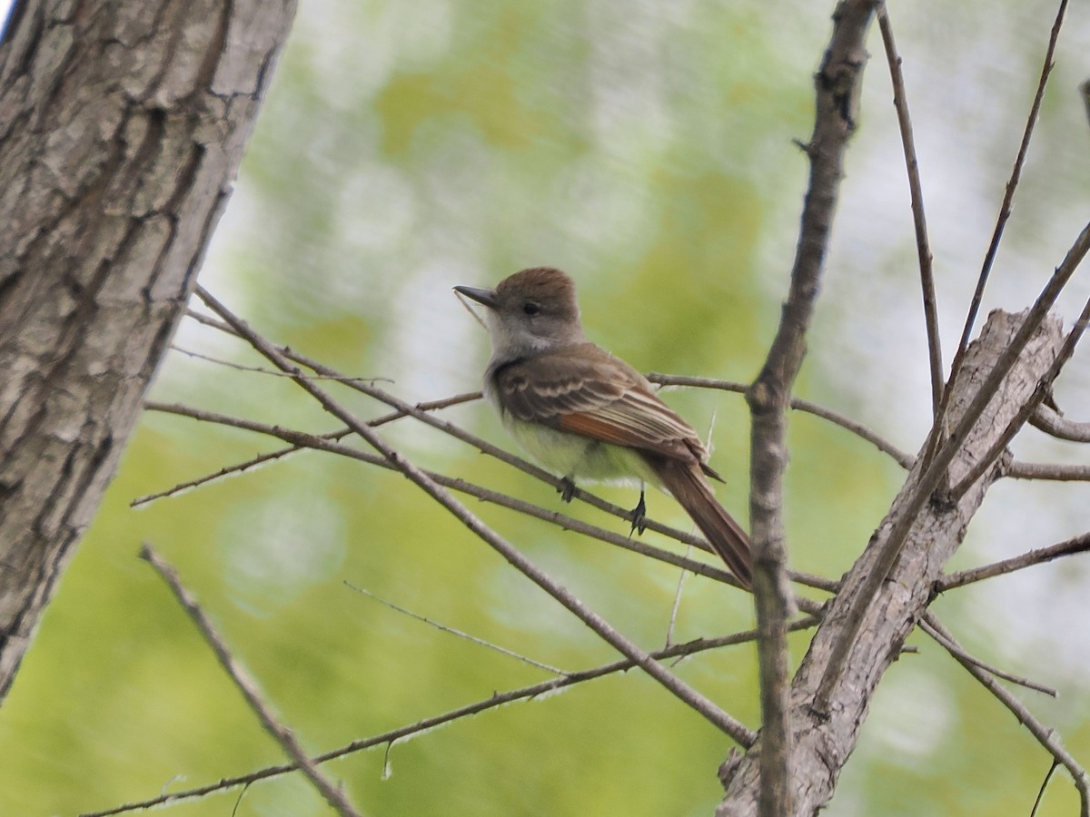 Ash-throated Flycatcher - ML619595114