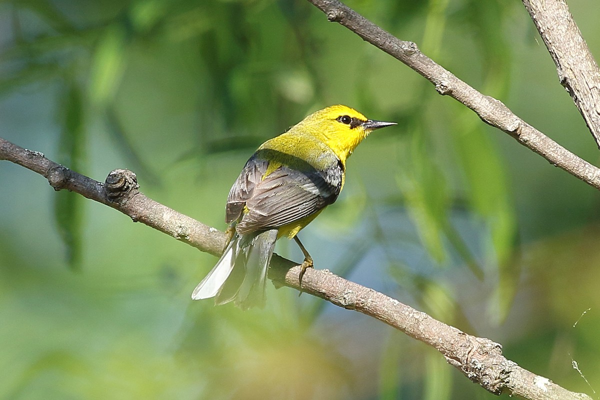 Blue-winged Warbler - Kathi Hoffman