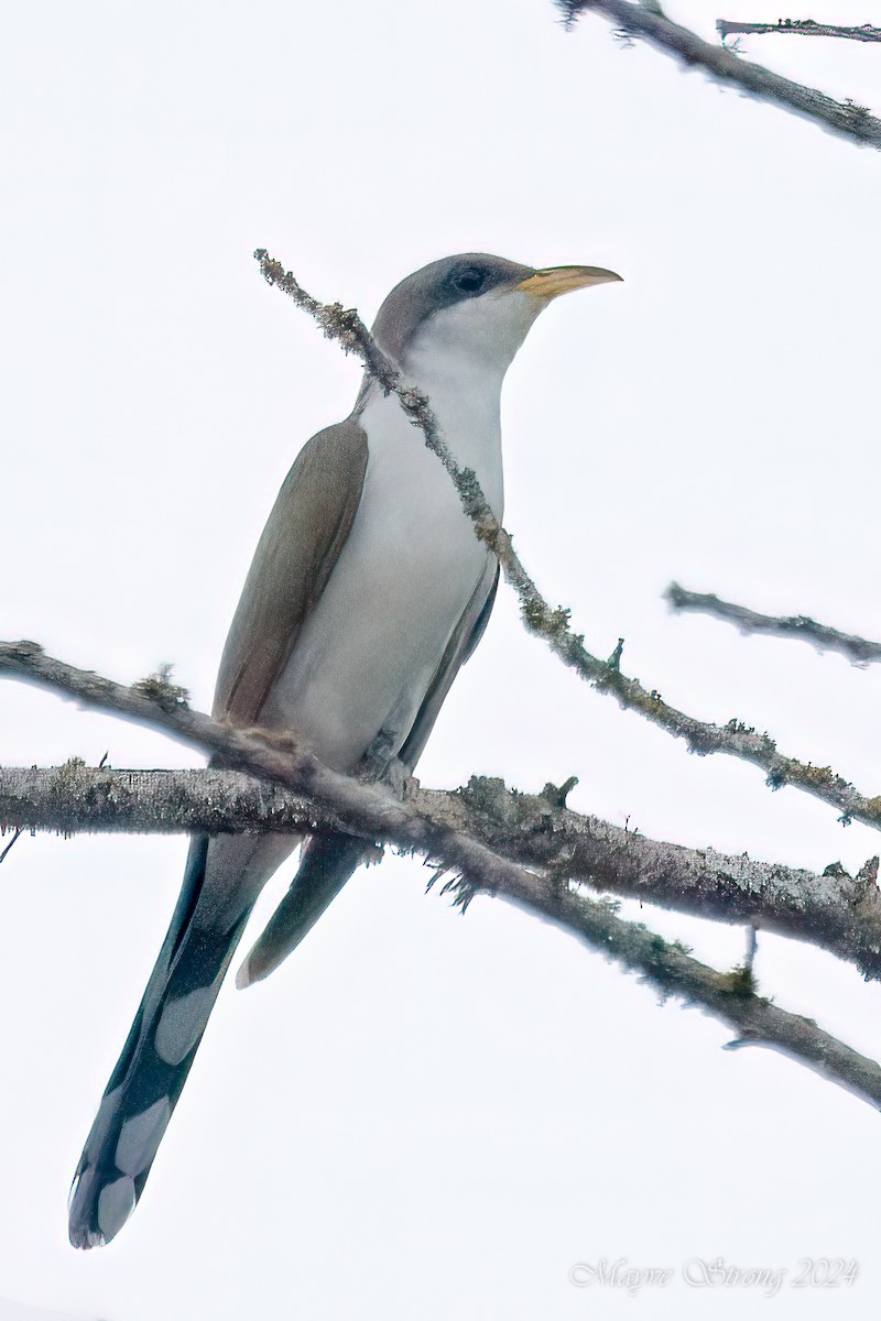 Yellow-billed Cuckoo - Mayve Strong