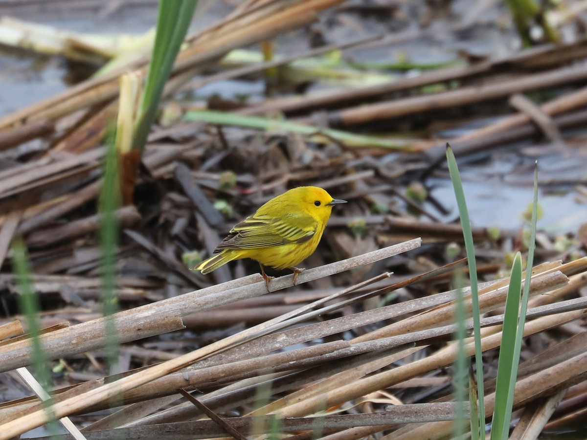 Yellow Warbler - Daniel Hinnebusch